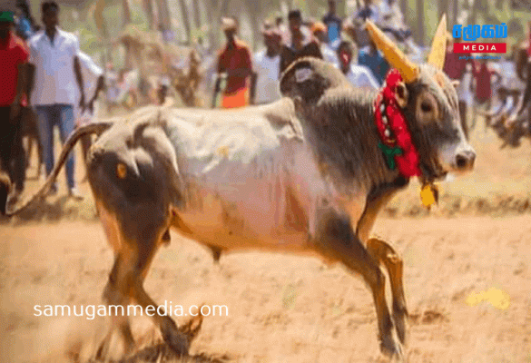 இலங்கை வரலாற்றில் முதன்முறையாக நடைபெறும் ஜல்லிக்கட்டு..! மகிழ்ச்சியில் வெளிநாட்டு சுல்லாப் பயணிகள் 